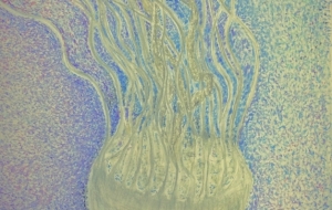 jellyfish - jun 