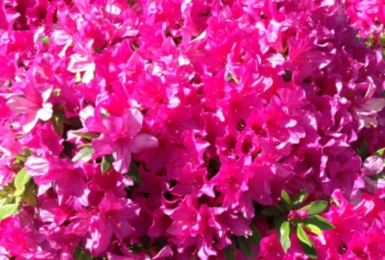 Azalea_flower