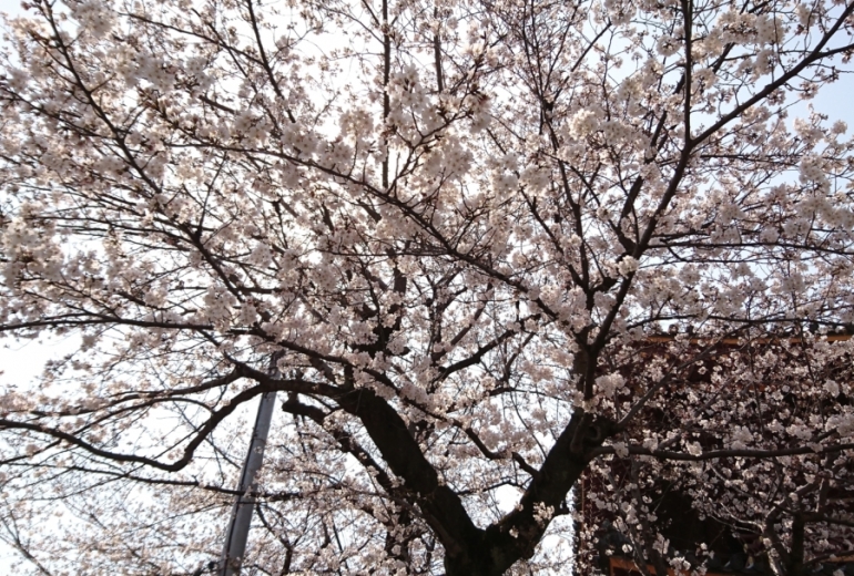 池上本門寺の櫻 2019春