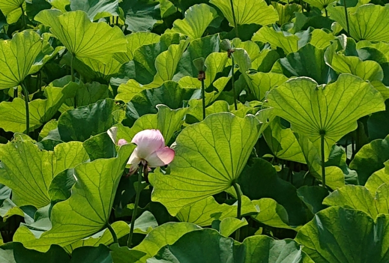 小石川後楽園の蓮の花