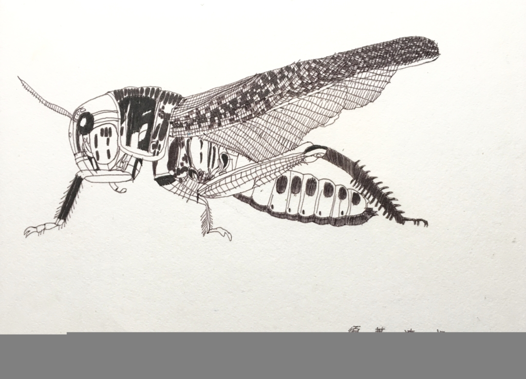未】バッタ | アートの輪