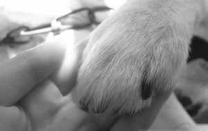 犬・握手 - M·AYAKA