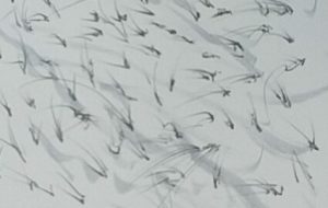 烏の夕空 - 情報資格試験