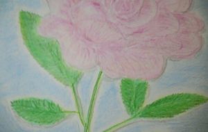 ピンクのバラ - かいこ