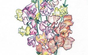 春のスイートピー - はるえ