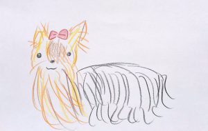 ヨークシャーテリア - クルミ