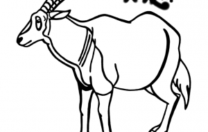 シロオリックス - シマハイエナ