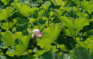 流浪流転の旅人_なかさん★_小石川後楽園の蓮の花 - 【イベント】可能性アートプロジェクト 2020