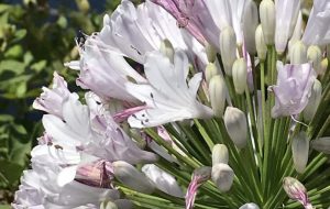 一里_庭園_3 - 【イベント】可能性アートプロジェクト 2020