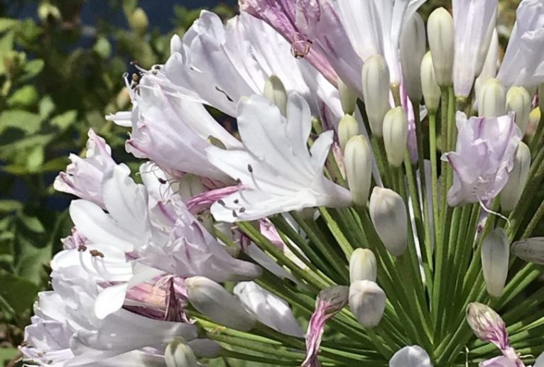 一里_庭園_3 - 【イベント】可能性アートプロジェクト 2020 