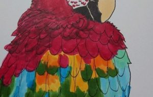 ベニコンゴウインコ - ジル