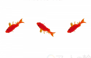 金魚三兄弟 - ナリタマサヒロ