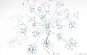 あしたばの花 - はるえ