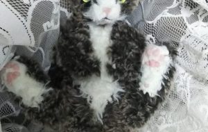 猫のへそ天ポーズ - しー