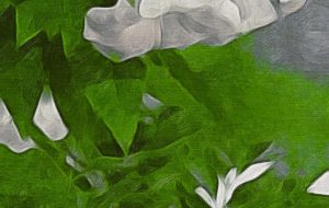 夜咲く花 - 置山あさ子