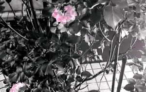 モノクロにばら - 置山あさ子