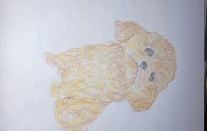 フワッフワトイプー - Jermmy