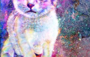 juz名義作品:銀河の仔猫 - 上原 ら奈