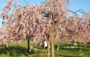 桜の下でまた会おうね - てくてく歩く