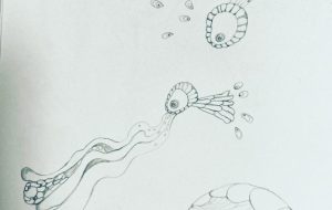 生き物、ふたり。 - kana