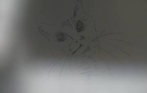 ねこー - 情報資格試験