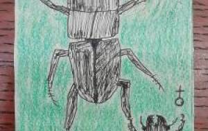 オオヒラタクワガタ - 博文