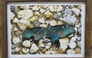 4.柿沼良多「終焉の胡蝶夢」 - 【イベント】第5回鶴ヶ島市立中央図書館 「障がい者アート絵画展」2020