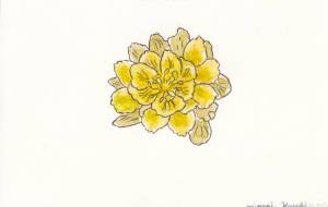 福寿草 - 草地美波