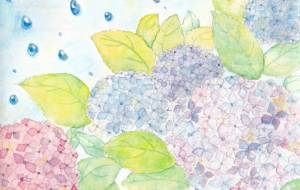 紫陽花 - 草地美波