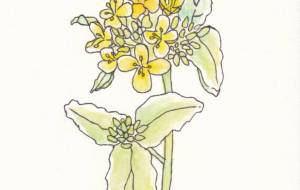 菜の花 - 草地美波