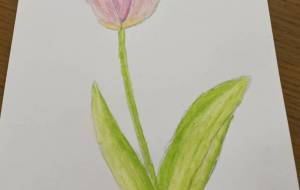 チューリップ - 恵麻