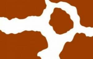 アミメキリン(模様) - シマハイエナ