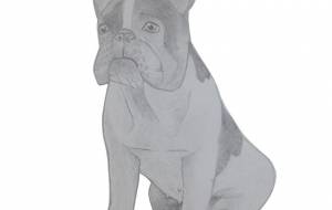 ブルドック - 伊藤恵美里