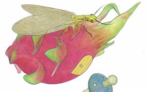 ドラゴンフルーツ - 伊藤恵美里