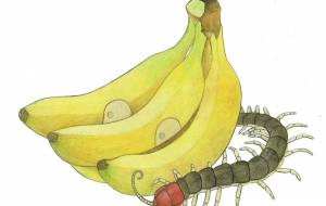 バナナ - 伊藤恵美里