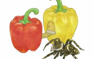 パプリカ - 伊藤恵美里