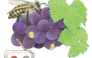 ぶどう - 伊藤恵美里