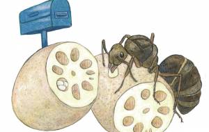 レンコン - 伊藤恵美里