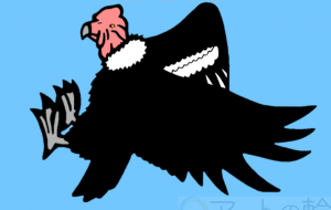 アンデスコンドル - シマハイエナ