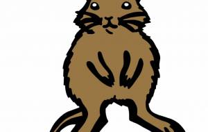 デグー - シマハイエナ