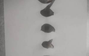 こころ - 【イベント】ちゃんくるマーケット正面文字「コトノハ」応募作品