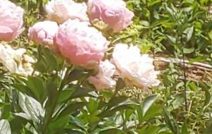 いい気分 - 林田きよし