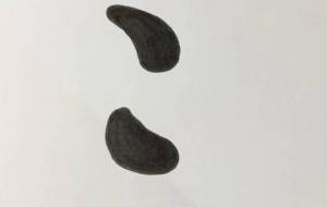 こころ - 【イベント】ちゃんくるマーケット正面文字「コトノハ」応募作品