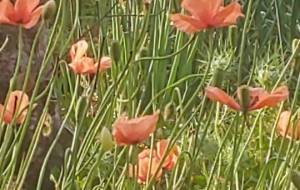 和になって - 林田きよし