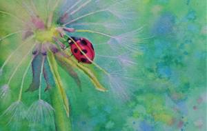 綿毛の中のてんとうむし - おゆみ