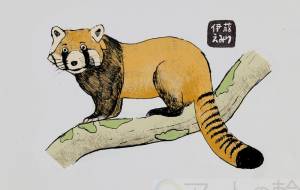 レッサーパンダ - 伊藤恵美里