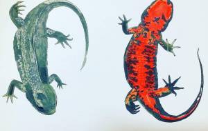 アカハライモリ - アサヰ