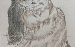 お猫さま - 愛梨彩