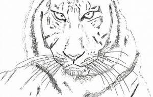 トラ - 落合浩太郎