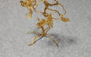 摩訶不思議な木。 - こうつぁん